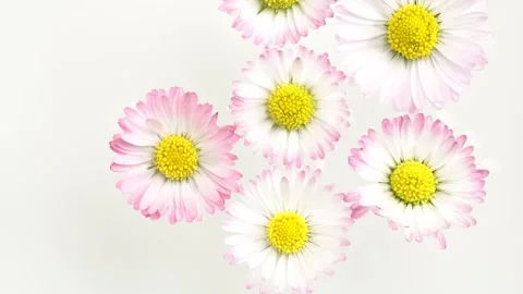 Chamomiles flowers floating on water surface. Design for advertising cosmet.. Stock Footage 274554458