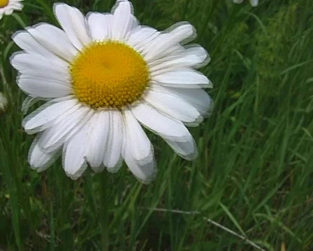 Chamomiles Stock Footage 295534