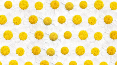 Chamomiles Stock Footage 25279527