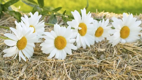 Chamomiles on fresh hay Stock Footage 141601153
