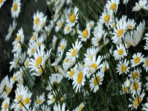 Chamomiles garden flowers Stock Footage