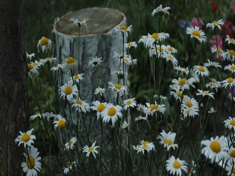 Chamomiles garden flowers Stock-Footage 81016143