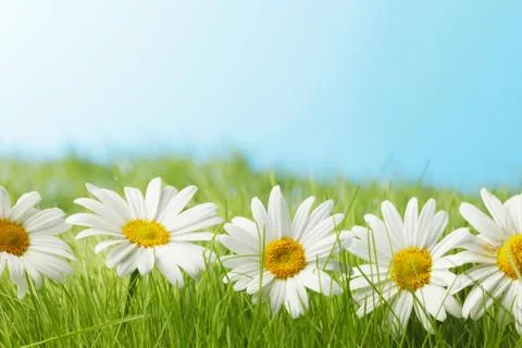 Chamomiles  in grass Foto stock