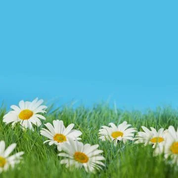 Chamomiles  in grass Stock Photos