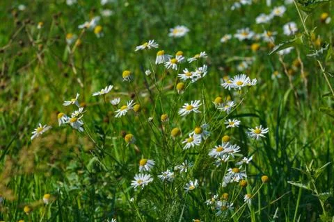 Chamomiles with green grass Stock Photos