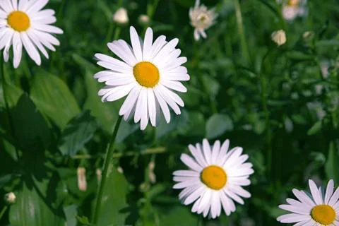 Chamomiles on the green leafs background. Stock Photos