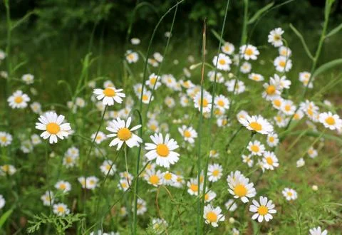 Chamomiles on green meadow Stock Photos