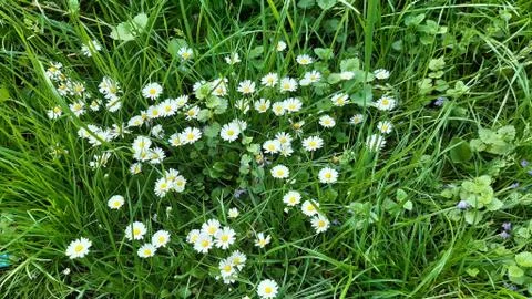 Chamomiles grow in the grass Stock Photos