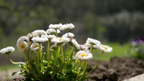 Chamomiles grow on the street Stock Footage 128801330