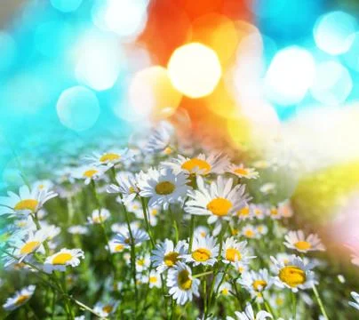 Chamomiles Stock Illustration