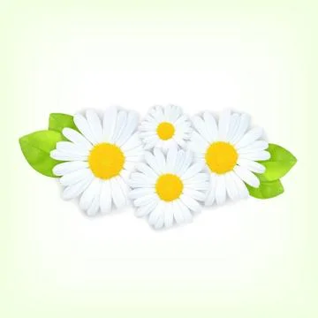 Chamomiles Stock Illustration