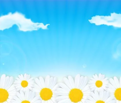 Chamomiles Illustrazione stock