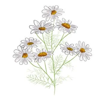Chamomiles isolated on white background. Daisy flower drawing. Vector hand dr Stock Illustration