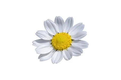 Chamomiles isolated on white background. without shadow Stock Photos