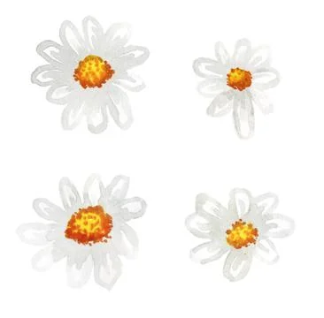 Chamomiles isolated on white Stock Illustration