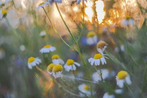  Chamomiles in the light of the evening Stock Photos