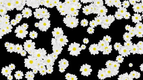 Chamomiles Loop With Alpha Channel Stock Footage 105337566