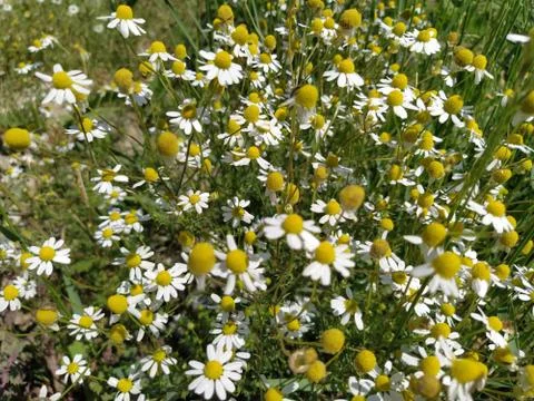 Chamomiles meadow with blurry elements. Medicinal plant. Alternative medicine Stock Photos