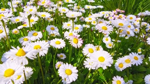 Chamomiles in the nature Stock Footage 75216993