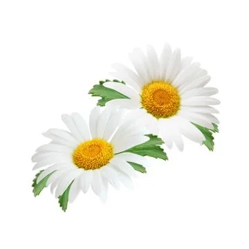 Chamomiles as package design element. Stock Photos