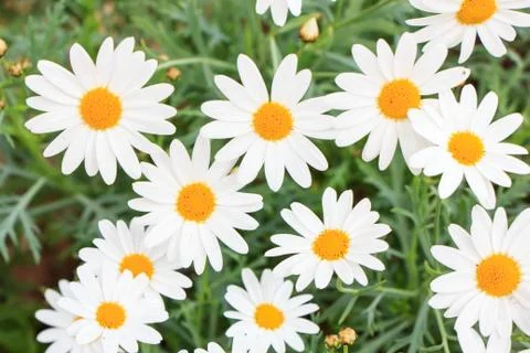 Chamomiles Stock Photos