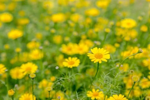 Chamomiles Stock Photos