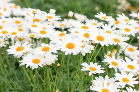 Chamomiles Stock Photos