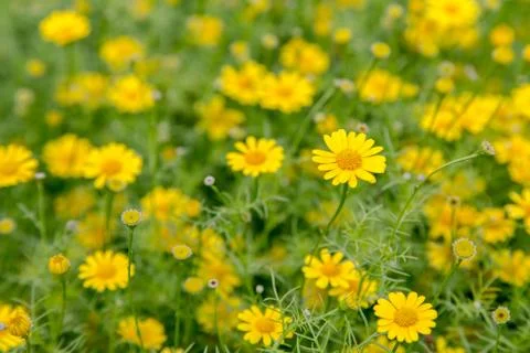 Chamomiles Stock Photos