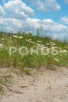 Chamomiles Stock Photos