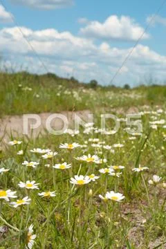 Chamomiles Stock Photos