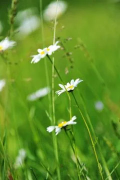 Chamomiles Stock Photos