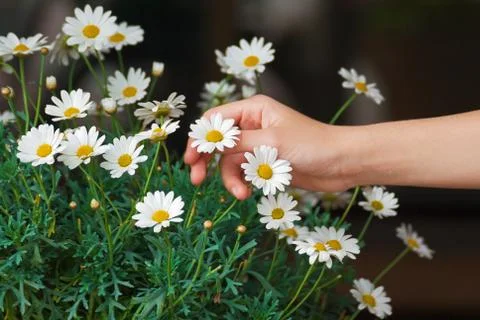 Chamomiles. Фото