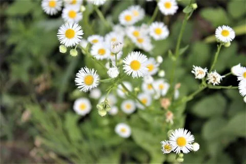 Chamomiles Stock Photos