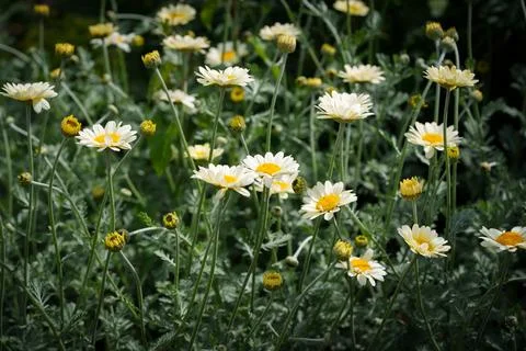 Chamomiles Stock Photos
