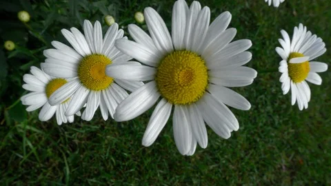 Chamomiles rock in the wind Stock Footage 94333458
