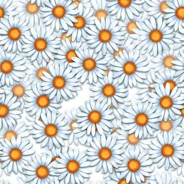 Chamomiles. Seamless pattern with daisy flowers Stock-Illustration