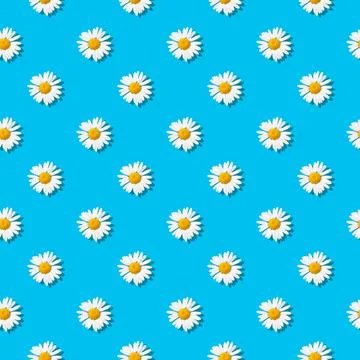 Chamomiles on sky blue background Stock Photos