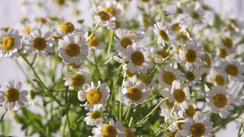 Chamomiles. Slow Motion, Close Up Stock Footage 106907914