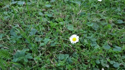 Chamomiles in the summer field close-up Vídeos de archivo 139299055