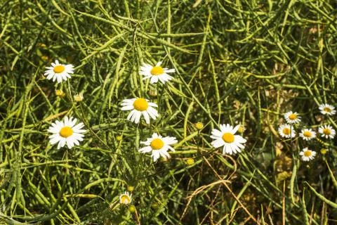 Chamomiles in summer field Stock Photos
