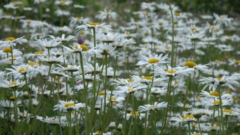 Chamomiles sway in the wind Stock Footage 101167100