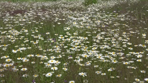 Chamomiles sway in the wind Stock-Footage 101167327
