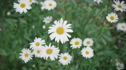 Chamomiles sway in the wind. Summer. Slow motion video Видео 159875011