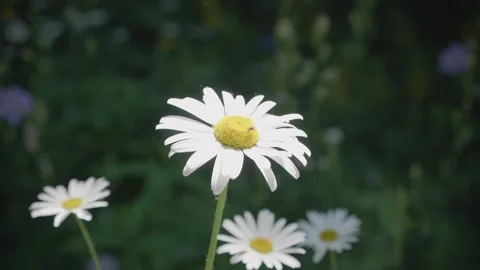 Chamomiles sway in the wind. Summer. Slow motion video Stock Footage 159875083
