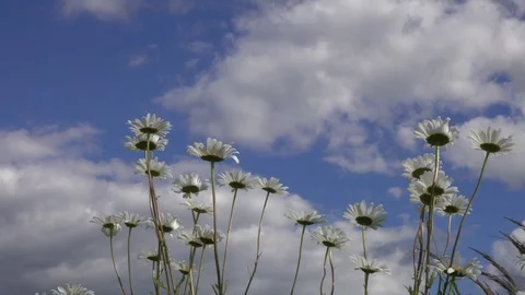 Chamomiles swaying in the wind against the backdrop of blue sky with clouds Stock-Footage 101167785