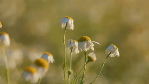 Chamomiles Swaying In Wind. Chamomile Flowers Field Background. Concept Of Fidel Stock Footage 303001026