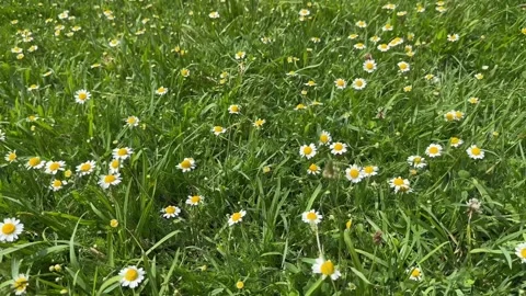 Chamomiles swaying in the wind. Floral background. Slow motion. Stock Footage 245911702