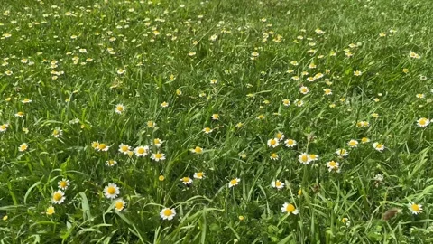 Chamomiles swaying in the wind. Floral background. Slow motion. Stock Footage 245912609