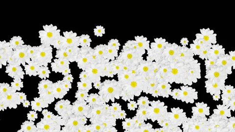Chamomiles Transition With Alpha Channel Stock Footage 105337832