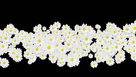 Chamomiles Transition With Alpha Channel Stock Footage 105337893